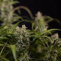 Northern Lights Autoflower (Zamnesia Seeds) Feminisoidut