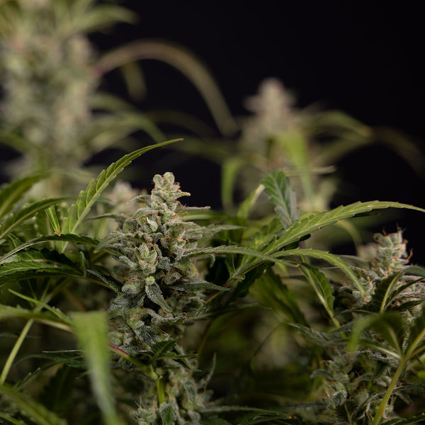 Northern Lights Autoflower (Zamnesia Seeds) Feminisoidut