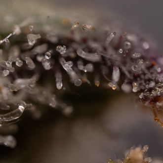 Northern Lights Autoflower (Zamnesia Seeds) Feminisoidut