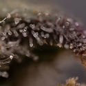 Northern Lights Autoflower (Zamnesia Seeds) Feminisoidut