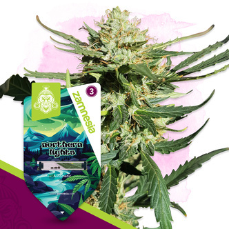 Northern Lights Autoflower (Zamnesia Seeds) feminisoidut