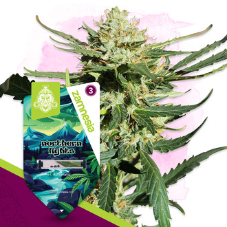 Northern Lights Autoflower (Zamnesia Seeds) Feminisoidut