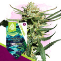 Northern Lights Autoflower (Zamnesia Seeds) Feminisoidut