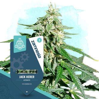 Jack Herer Automatic (Zamnesia Seeds) feminisoidut