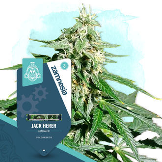 Jack Herer Autoflower (Zamnesia Seeds) Feminisoidut