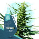 AK-420 Autoflower (Zamnesia Seeds) Feminisoidut