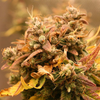 AK-420 Autoflower (Zamnesia Seeds) Feminisoidut