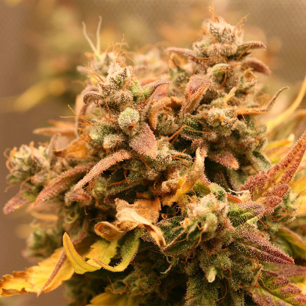 AK-420 Autoflower (Zamnesia Seeds) Feminisoidut