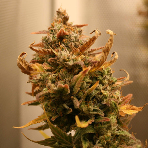 AK-420 Autoflower (Zamnesia Seeds) Feminisoidut