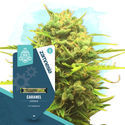 Caramel Autoflower (Zamnesia Seeds) Feminisoidut