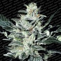 Sensi Star (Paradise Seeds) Feminisoidut