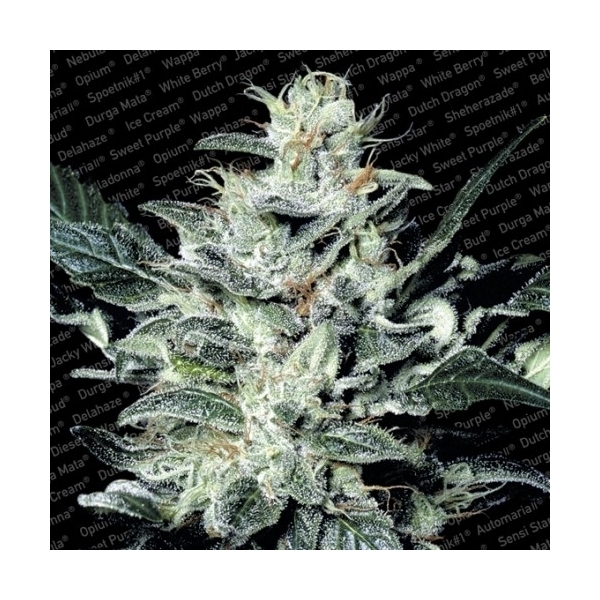 Sensi Star (Paradise Seeds) Feminisoidut