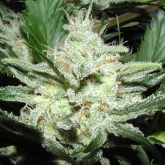 Sensi Star (Paradise Seeds) Feminisoidut