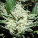 Sensi Star (Paradise Seeds) Feminisoidut
