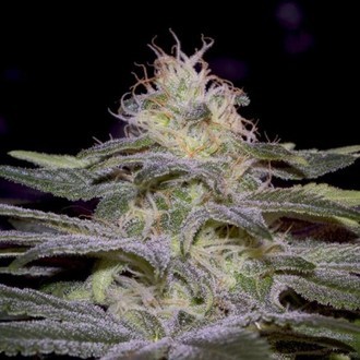 Sensi Star (Paradise Seeds) Feminisoidut