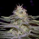 Sensi Star (Paradise Seeds) Feminisoidut