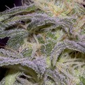 Sensi Star (Paradise Seeds) Feminisoidut