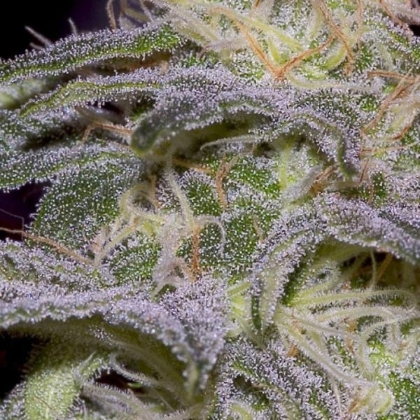Sensi Star (Paradise Seeds) Feminisoidut