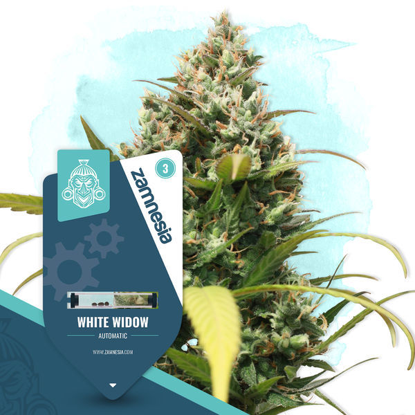 White Widow Autoflower (Zamnesia Seeds) Feminisoidut