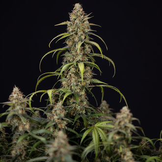 Sticky Beast Autoflower (Zamnesia Seeds) Feminisoidut
