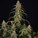 Sticky Beast Autoflower (Zamnesia Seeds) Feminisoidut