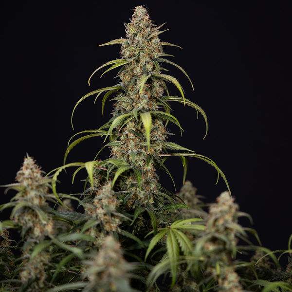 Sticky Beast Autoflower (Zamnesia Seeds) Feminisoidut