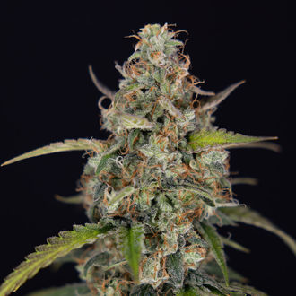 Sticky Beast Autoflower (Zamnesia Seeds) Feminisoidut