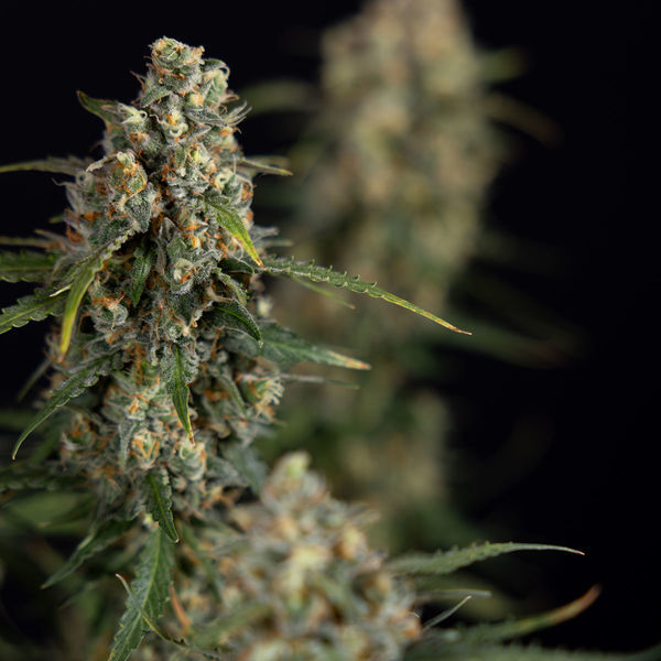 Sticky Beast Autoflower (Zamnesia Seeds) Feminisoidut
