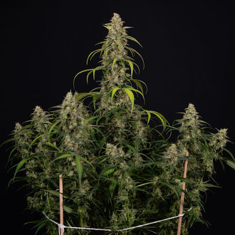 Sticky Beast Autoflower (Zamnesia Seeds) Feminisoidut