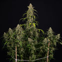 Sticky Beast Autoflower (Zamnesia Seeds) Feminisoidut