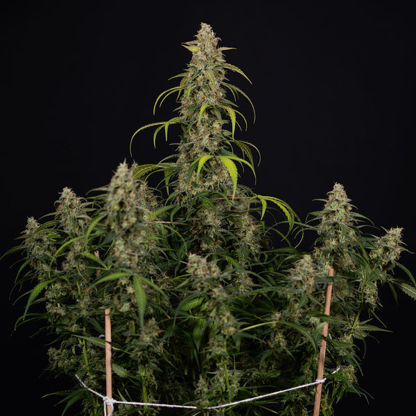 Sticky Beast Autoflower (Zamnesia Seeds) Feminisoidut