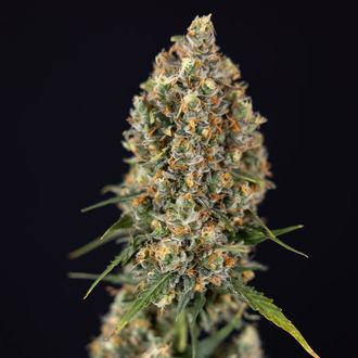 Sticky Beast Autoflower (Zamnesia Seeds) Feminisoidut