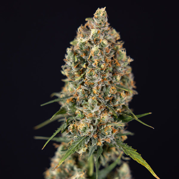 Sticky Beast Autoflower (Zamnesia Seeds) Feminisoidut
