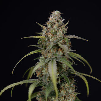 Sticky Beast Autoflower (Zamnesia Seeds) Feminisoidut