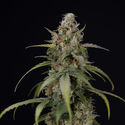 Sticky Beast Autoflower (Zamnesia Seeds) Feminisoidut