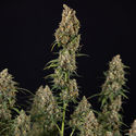 Sticky Beast Autoflower (Zamnesia Seeds) Feminisoidut