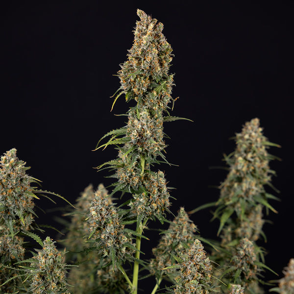 Sticky Beast Autoflower (Zamnesia Seeds) Feminisoidut