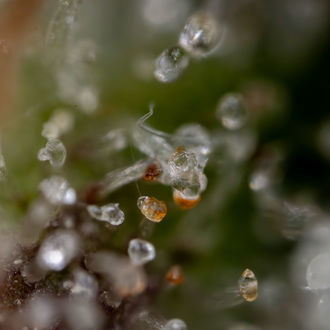 Sticky Beast Autoflower (Zamnesia Seeds) Feminisoidut