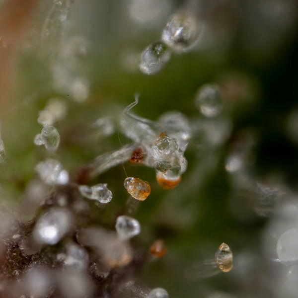 Sticky Beast Autoflower (Zamnesia Seeds) Feminisoidut