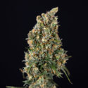 Sticky Beast Autoflower (Zamnesia Seeds) Feminisoidut