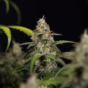 Sticky Beast Autoflower (Zamnesia Seeds) Feminisoidut
