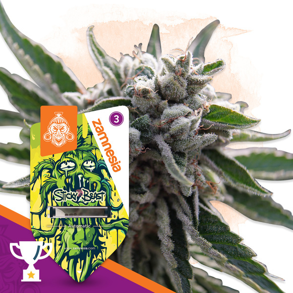 Sticky Beast Autoflower (Zamnesia Seeds) Feminisoidut