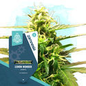 Lemon Wonder Autoflower (Zamnesia Seeds) Feminisoidut