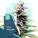 Amnesia Skunk Autoflower (Zamnesia Seeds) Feminisoidut