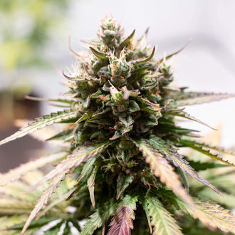 Amnesia Skunk Autoflower (Zamnesia Seeds) Feminisoidut