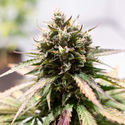 Amnesia Skunk Autoflower (Zamnesia Seeds) Feminisoidut