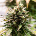 Amnesia Skunk Autoflower (Zamnesia Seeds) Feminisoidut