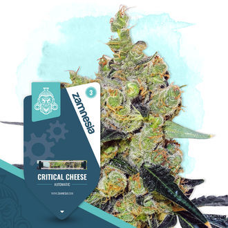 Critical Cheese Autoflower (Zamnesia Seeds) Feminisoidut