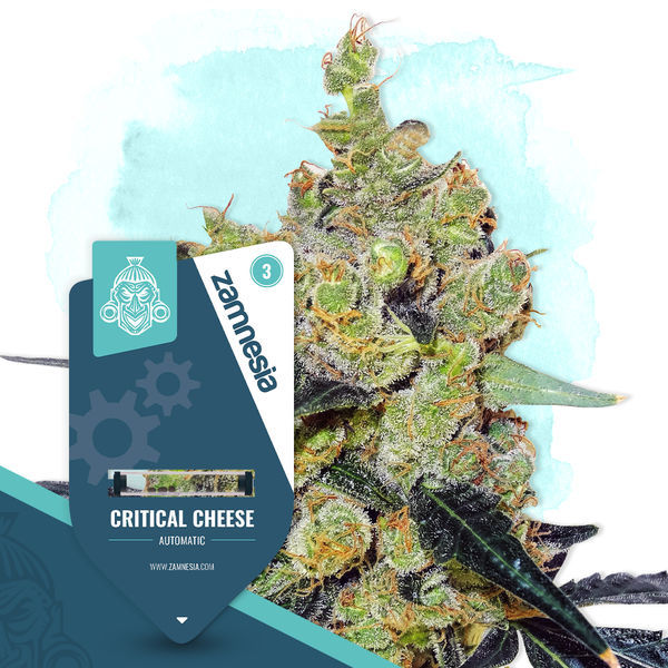 Critical Cheese Autoflower (Zamnesia Seeds) Feminisoidut