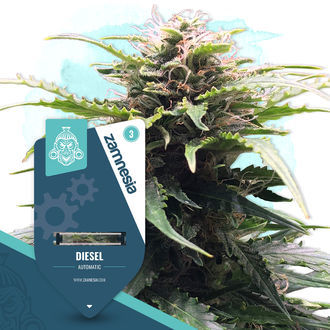 Diesel Autoflower (Zamnesia Seeds) Feminisoidut